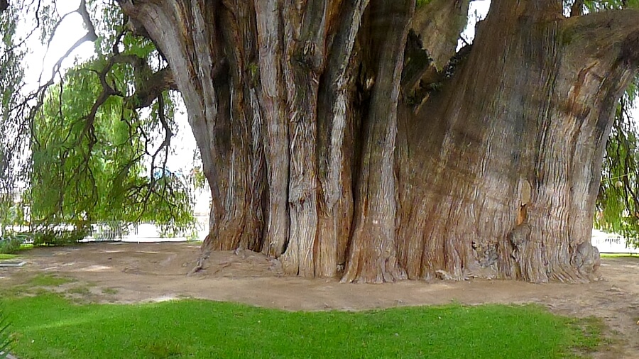 Oaxaca, árbol del tule