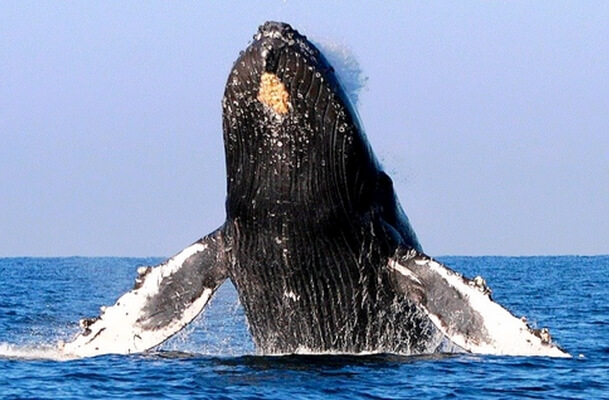 observación de ballenas