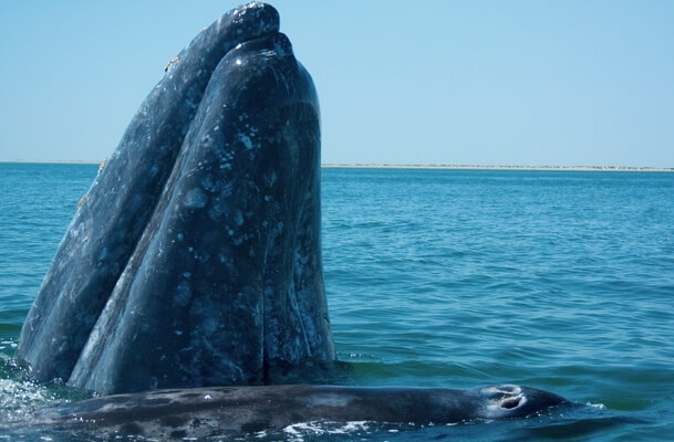 observación de ballenas