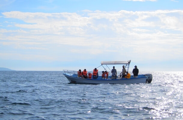 observación de ballenas