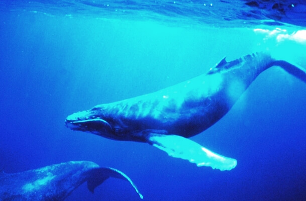 observación de ballenas