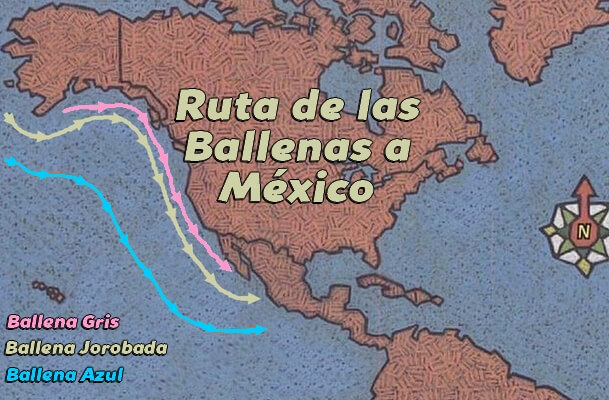 observación de ballenas