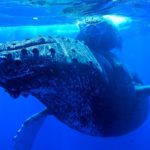 observación de ballenas