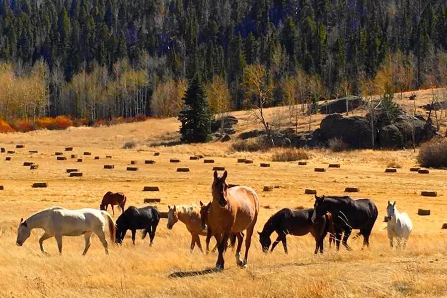 caballos en blue mountain ranch